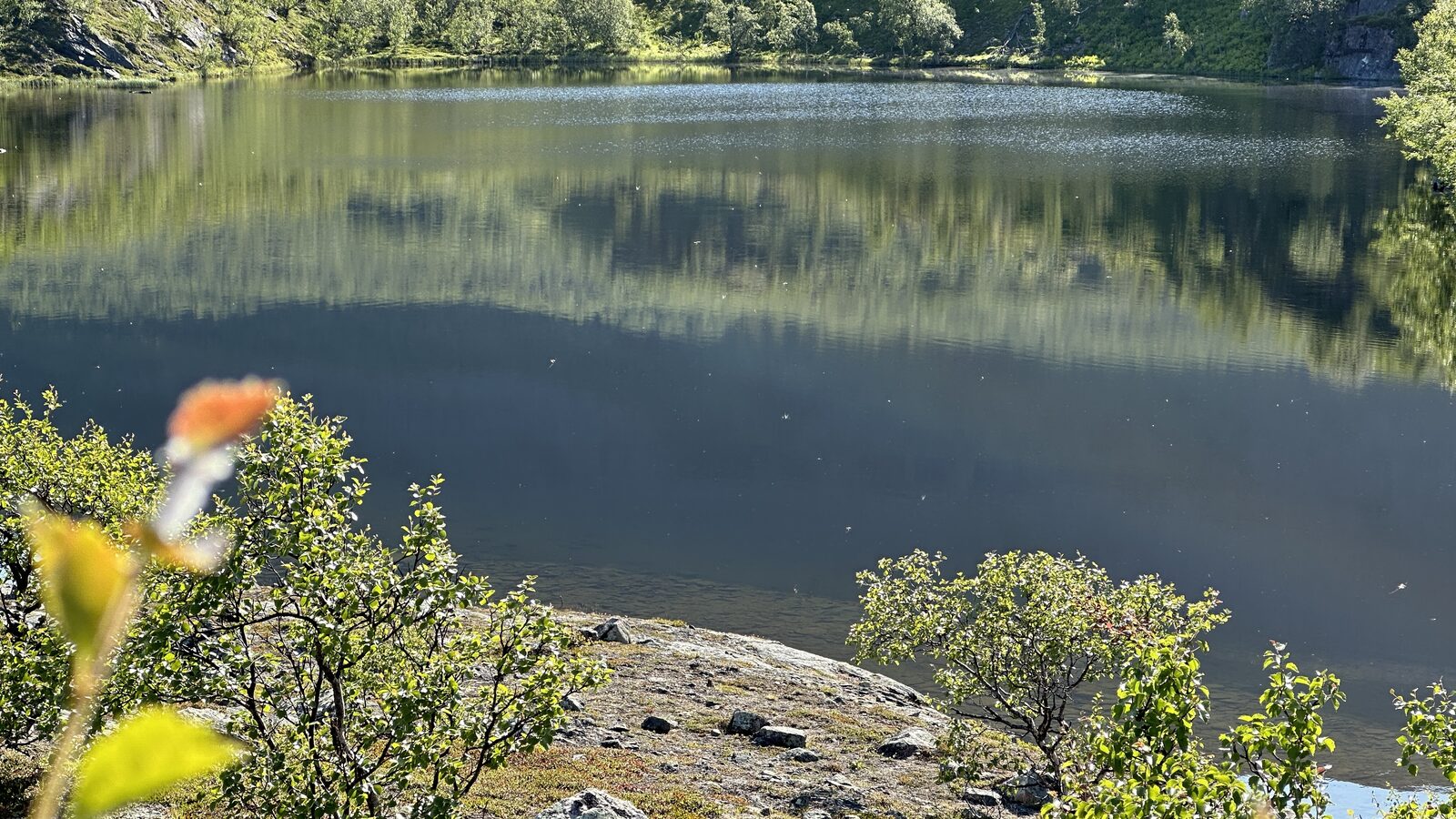 Skogstjern