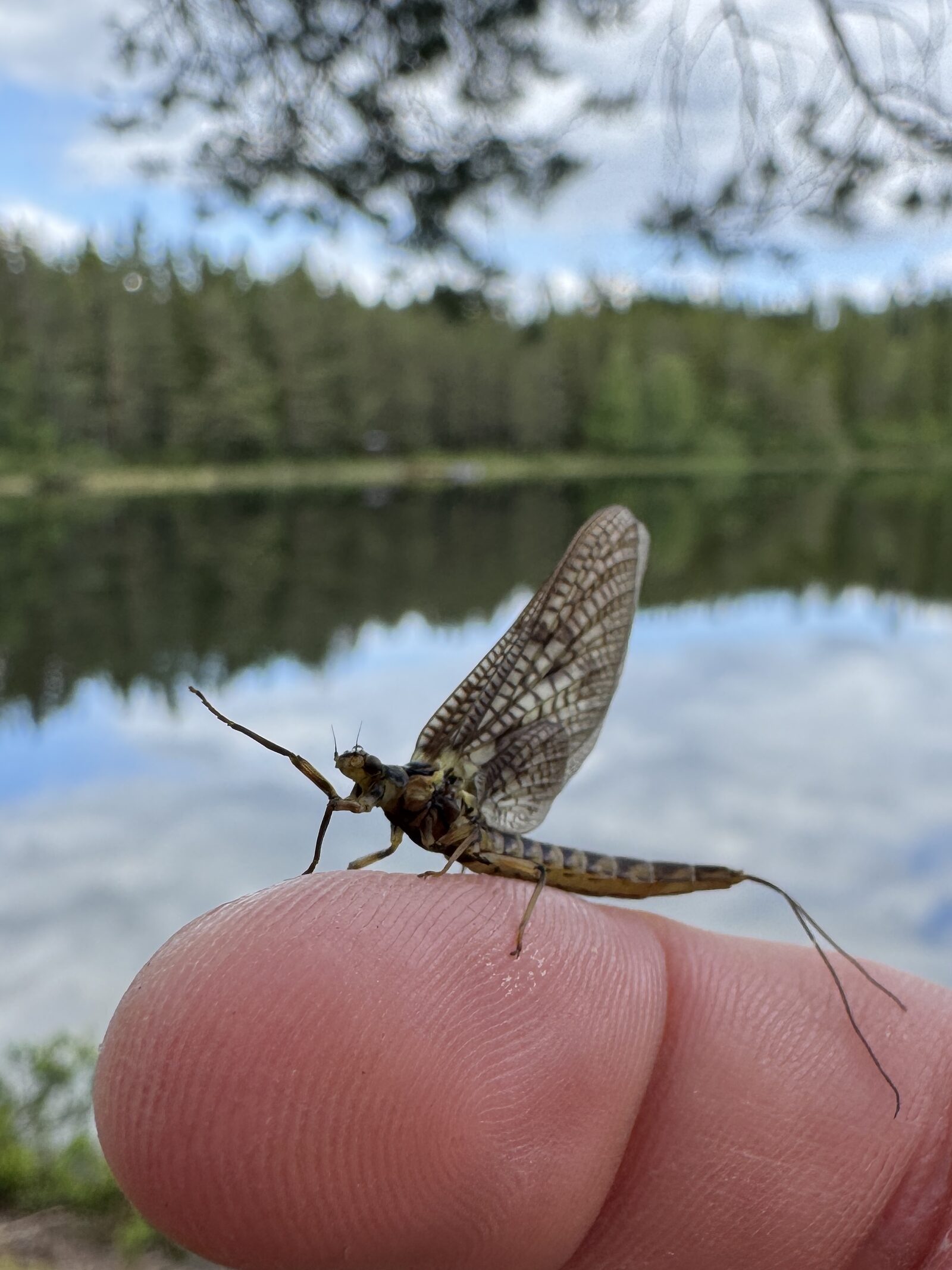 Vulgata på finger